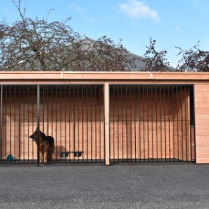 The kennel is provided with black bar panels