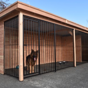 The large kennel is a beautiful place for your dog!