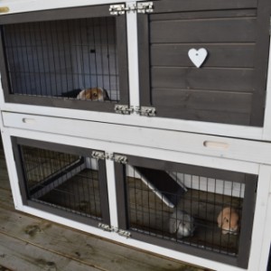 Rabbit hutch Regular Medium is provided with a tray