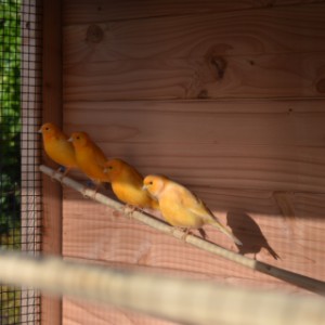 Aviary Flex 3+.1+ offers plenty of space for your birds
