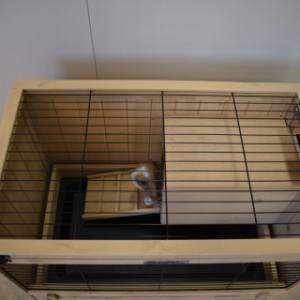 Guinea pig hutch Emma is provided with a mesh roof
