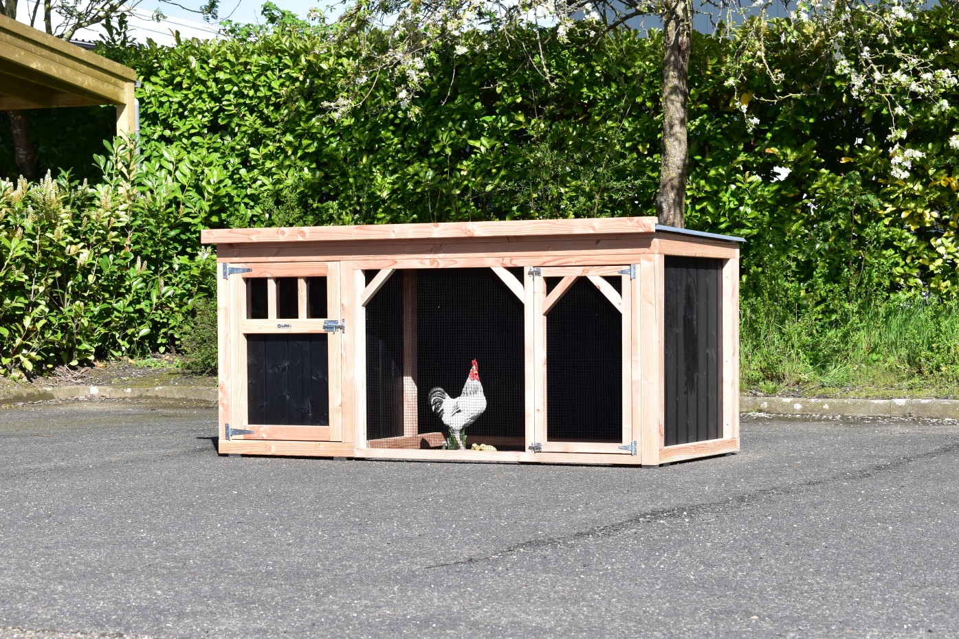 Chickencoop Belle 1