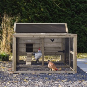 Chicken coop Eggy with run - Comfort for your chickens! Spacious run for scratching fun and relaxation.