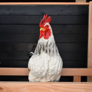 Chicken coop Eggy - Every evening a cozy spot for your chickens to rest and dream.