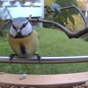 A curious blue tit at the Sanilu bird feeder – nature at your doorstep!