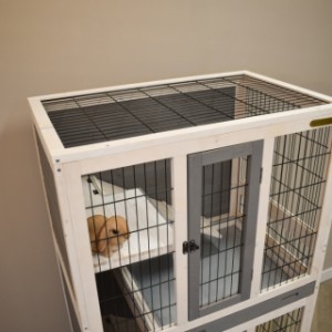 Rabbit hutch Beau is provided with a mesh roof