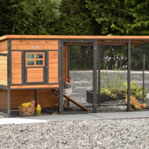 Chickencoop Judy is an acquisition for your yard