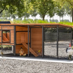 Chickencoop Judy has many doors