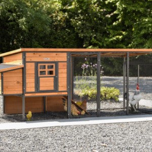 Chickencoop Judy is an acquisition for your yard