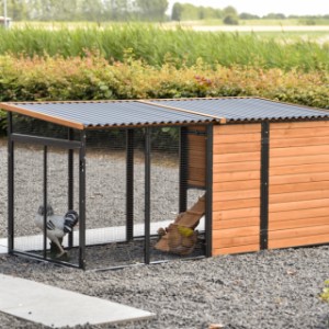 Have a look on the backside of chickencoop Judy