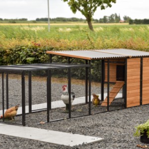 Have a look on the backside of chickencoop Judy