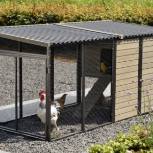 Chickencoop Judy | have a look on the backside