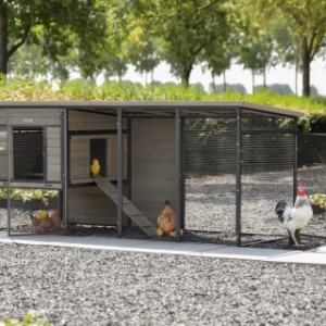 Chickencoop Judy is suitable for 4 till 9 chickens