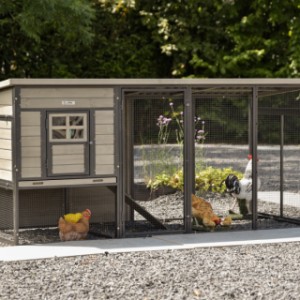 Chickencoop Judy is an acquisition for your yard