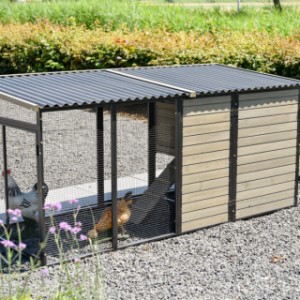 Have a look on the backside of chickencoop Judy