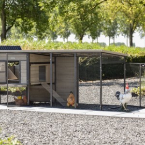 Chickencoop Judy has many openings