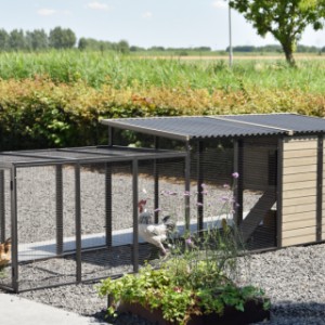 Have a look on the backside of chickencoop Judy