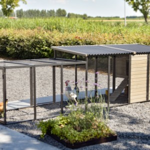 Have a look on the backside of rabbit hutch Judy