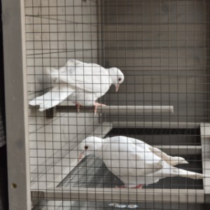 Hang it up and enjoy: the Matty Small gives your birds a cozy and well-organized home