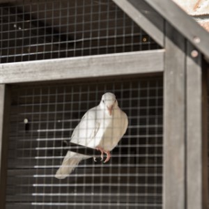 Happy chirping in the wall aviary Matty Large!