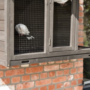 Wall aviary Matty Large – the sliding tray makes it easy to clean the cage