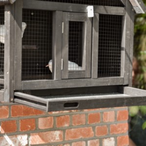 Wall aviary Matty Small is provided with a metal tray
