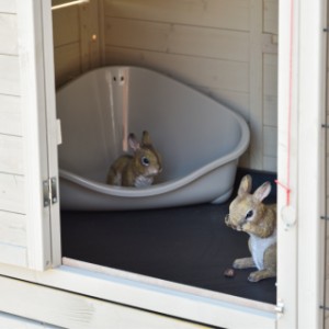 In the sleeping area of the Holiday Large rabbit hutch, there is enough space for a rabbit toilet.