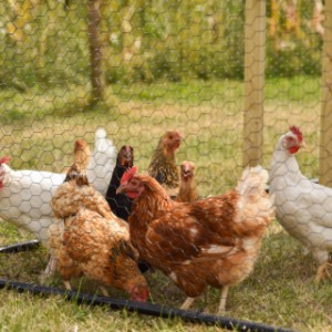 The chickens thoroughly enjoy scratching around in the spacious run.