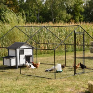 The Chicken Run Grande gives 4–12 chickens a wonderfully spacious place.