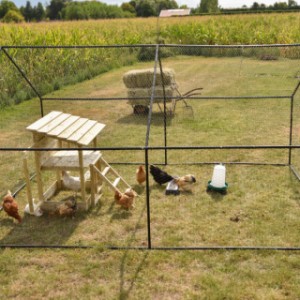 Your chickens have complete freedom of movement in the Chicken Run Grande.