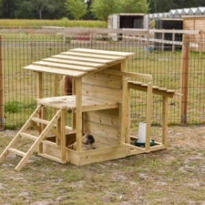 The chicken play center always offers something to do for your chickens.