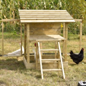 Chicken play equipment – a delightful playground for your chickens.