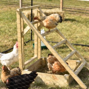 Optionally, you can order a chicken sandpit with the chicken ladder.