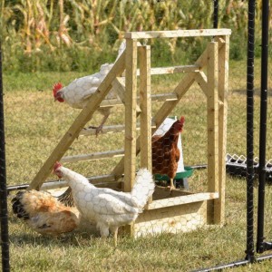 Chicken ladder 61x87x90cm