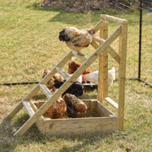 With its flat steps, this chicken ladder is truly unique!