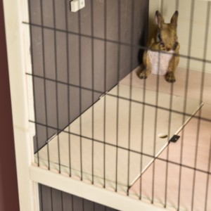 The two levels of rabbit cage Bobby can be closed off from each other.