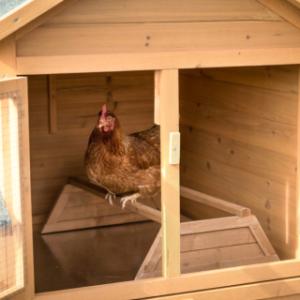 In the night shelter of chicken coop Action, chickens can sit calmly and sheltered on the perch