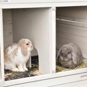 The night shelter is equipped with a partition, so the rabbits can sit in peace