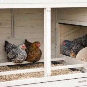 The sleeping compartment of the chickencoop Prestige Large is provided with 2 perches