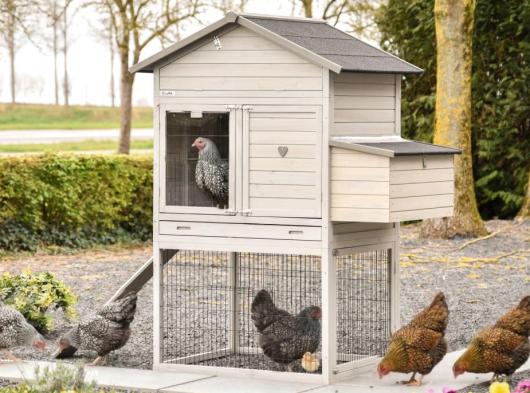 Chickencoop Prestige Large with laying nest 143x100x181cm