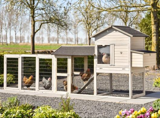 Chicken coop Prestige Large Light-grey with 2 runs and nesting box