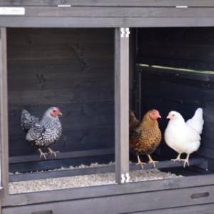 The sleeping compartment of the chickencoop Prestige Large is equipped with 2 perches
