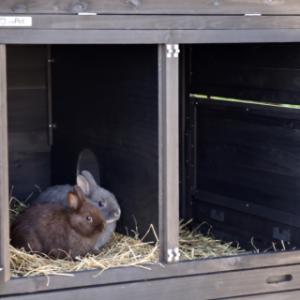 In the night shelter of Prestige Large, the rabbits can rest comfortably