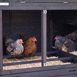 The sleeping compartment of the chickencoop Prestige Large hat 2 perches