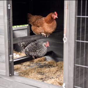 The lockable sleeping area of the Holiday Large chicken coop includes two sturdy perches.