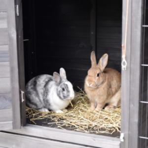 In the lockable sleeping area of the Holiday Large rabbit hutch, the rabbits can rest comfortably