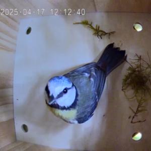 The camera in the Sanilu bird nesting box makes it possible to keep an eye on the birds