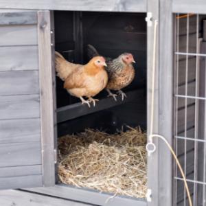 The night shelter of the Holiday Medium Black is equipped with 2 perches where your chickens can rest comfortably