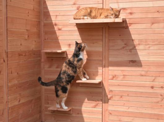 Cat Climbing Shelves and Lounging Platform in Douglas Wood