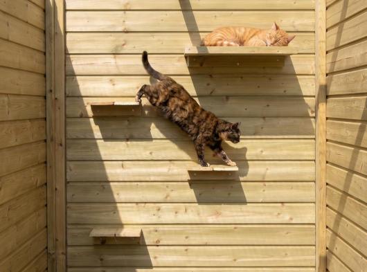 Cat Climbing Shelves and Lounging Platform in Pressure-Treated Spruce Wood